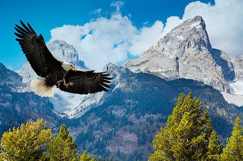 A bald eagle soaring through mountains in America