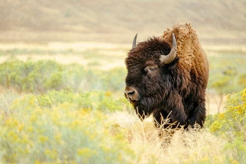 An American Bison in long grass