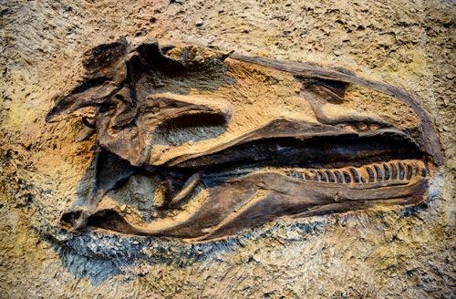 Hadrosaur skull in Utah soil