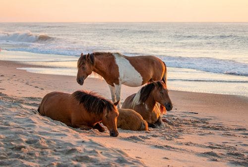 Wild ponies on a beach on Assateague Island