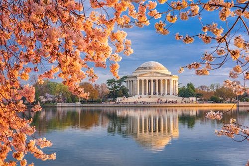 The Jefferson Memorial in Washington DC surrounded by cherry blossom