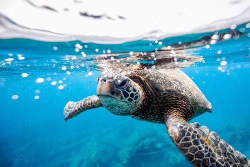 Close up of a turtle swimming in the sea