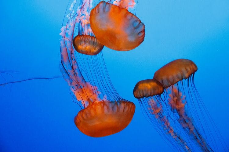 Jellyfish in Monterey Aquarium