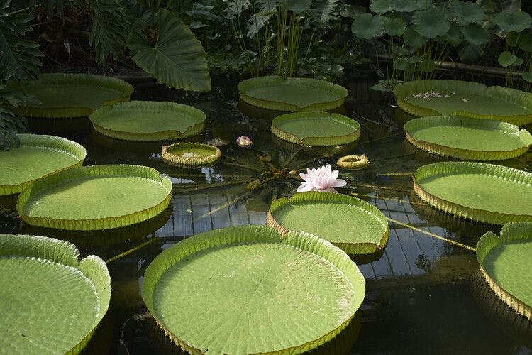 Giant lily pads in a botanical garden
