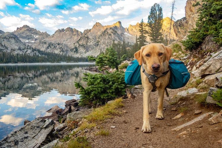 A golden retriever enjoys a scenic walk on the hiking trails of Sun Valley