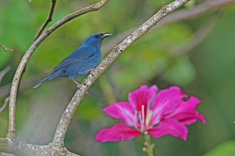 A colourful native Jamaican bird stands on a branch next to a tropical flower