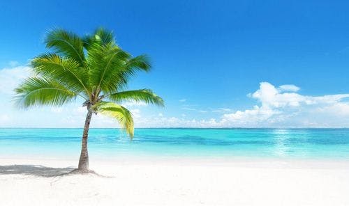 A palm tree on a white sand beach