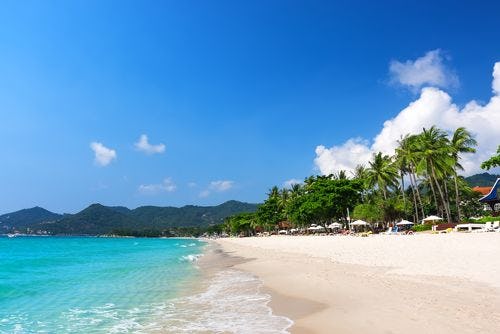 A white sand, palm-fringed beach in Koh Samui