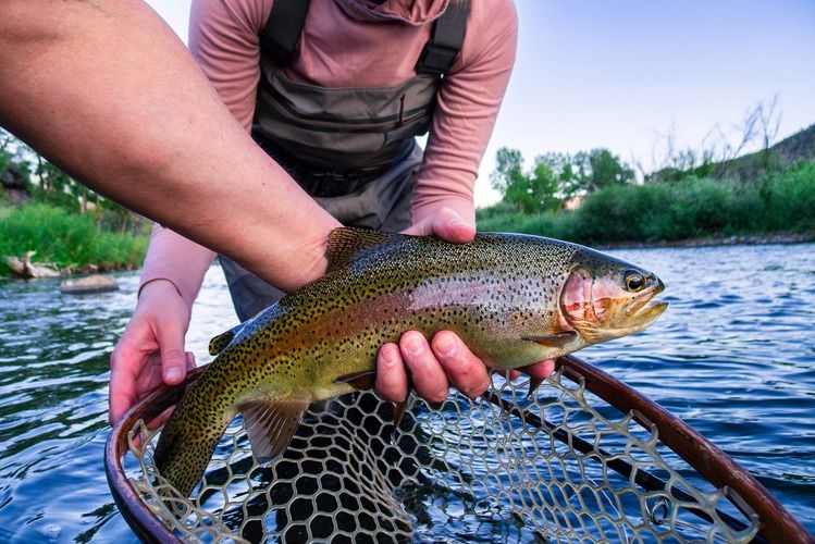 Trout fishing, things to do in Gatlinburg