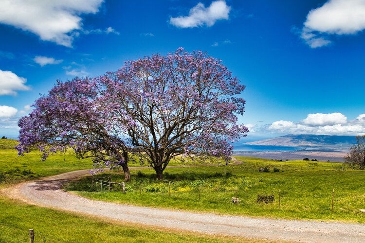 Upcountry Maui, things to do in Hawaii