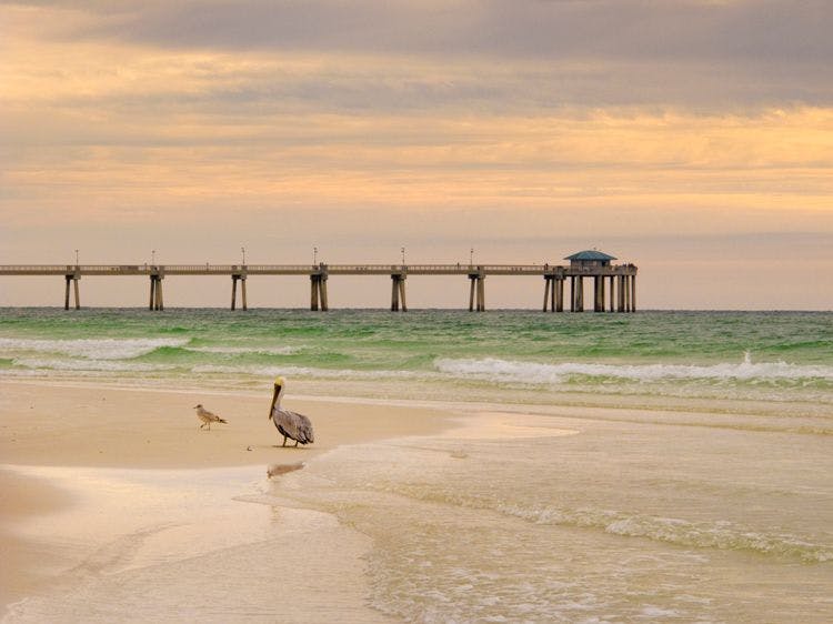 A pelican and a seagull on a white sand beach with a pier in the background