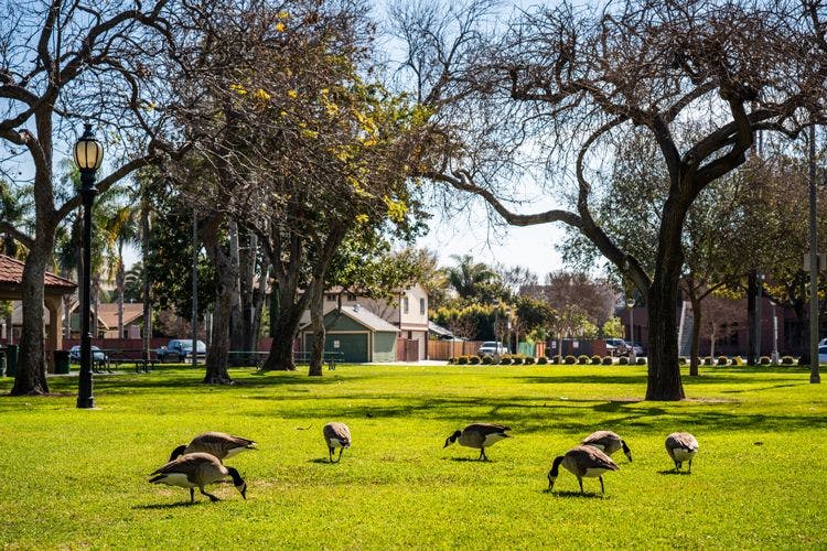 Canada geese grazing in Pearson park, Anaheim