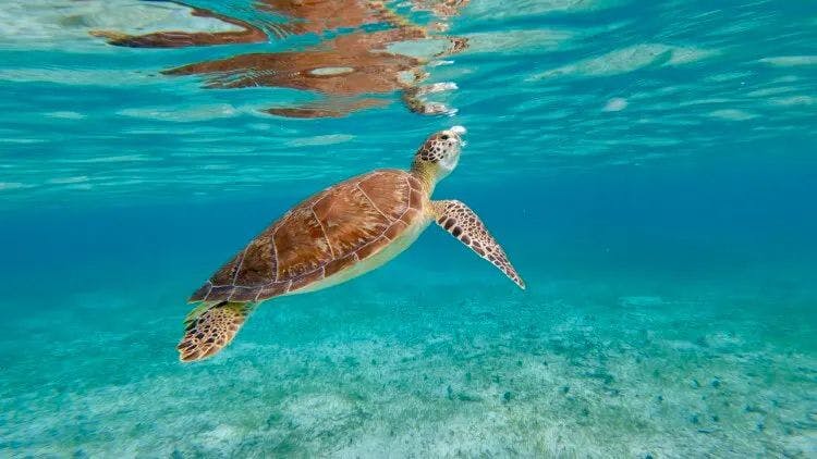 A green turtle takes a breath at the surface of the water