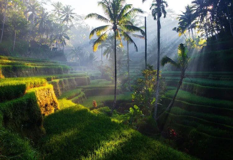 Sun streams through palm trees onto rice terraces