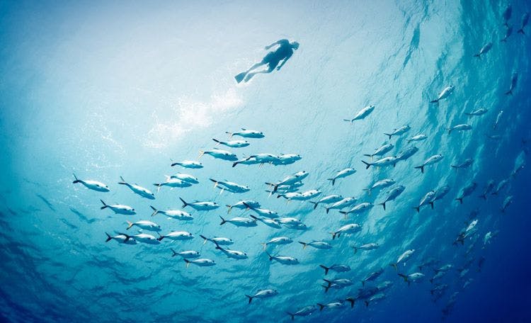 A person snorkeling above a shoal of fish