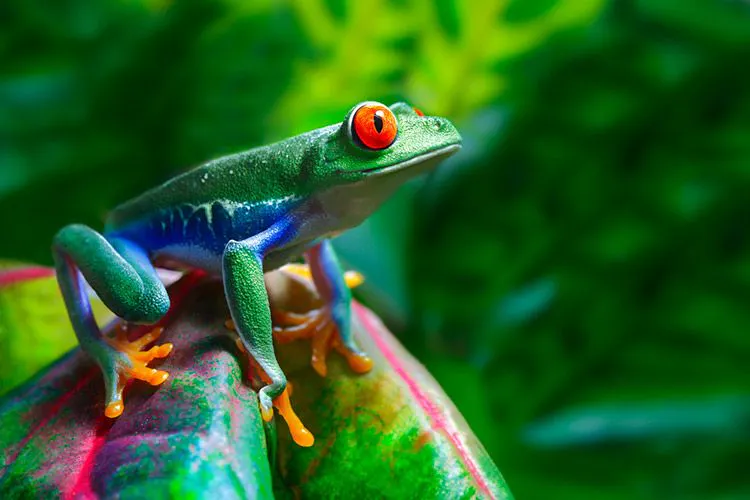 Red-eyed tree frog in the rainforest in Costa Rica