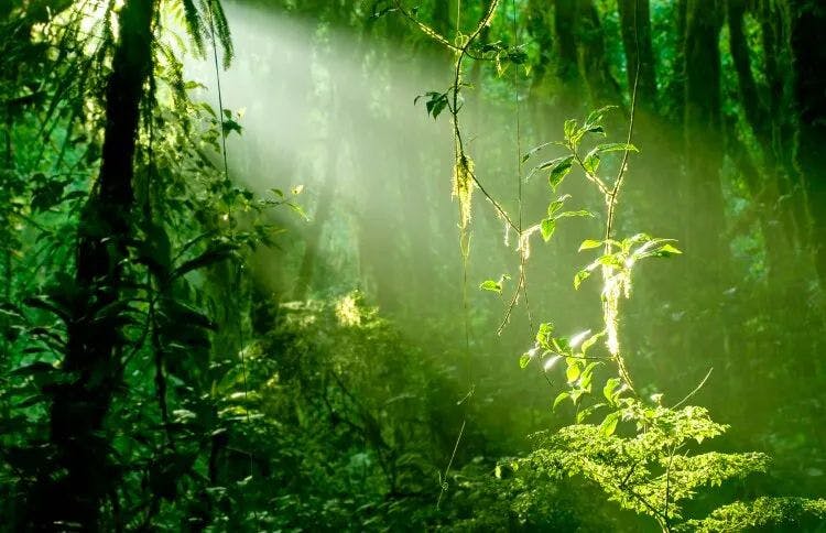 Costa Rica rainforest with sun rays shining through the trees