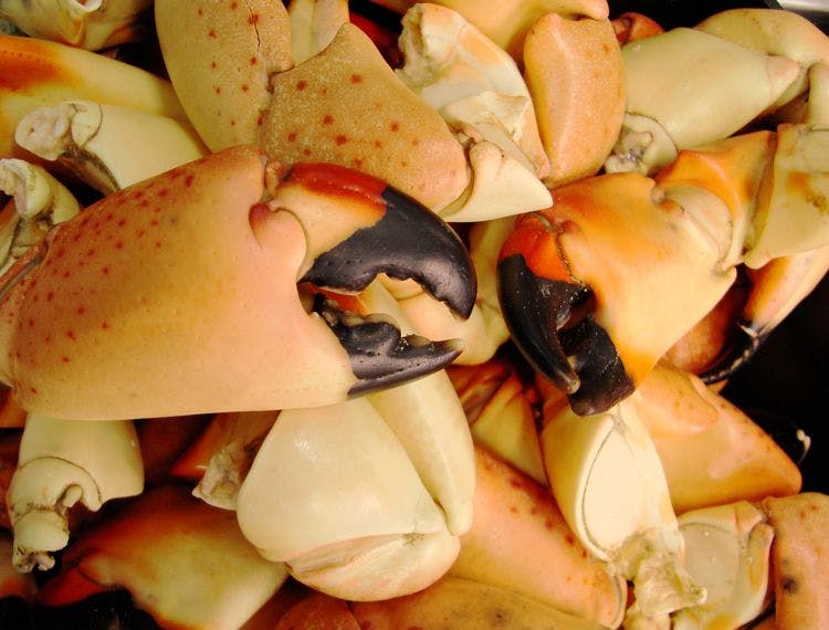 Stone crab claws in a pile on a plate