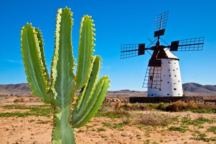 A traditional windmill and cactus in Fuerteventura