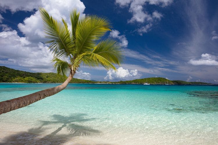 Palm tree leaning over a white sand and clear blue sea