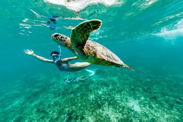 A woman snorkeling next to a wild green turtle