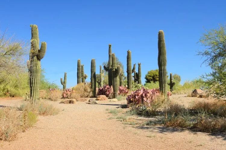 Cacti in the desert in Arizona
