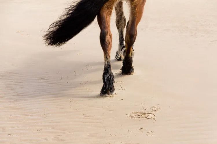 A shot of a horse's legs and hooves walking across golden sand