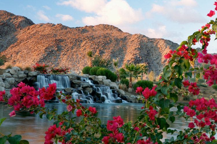 Bougainvillea flowers in front of a small waterfall 
