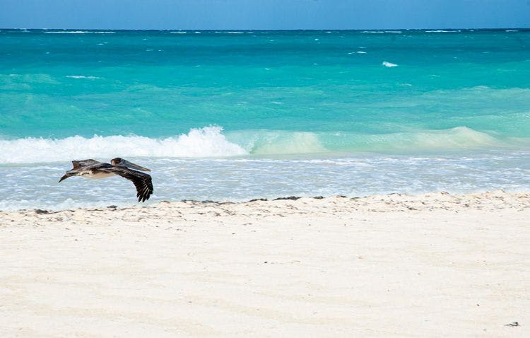 Brown pelican flying low over a white sand beach