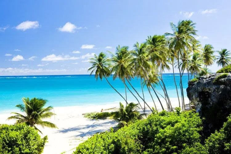 A grove of palm trees on a white sand beach in Barbados