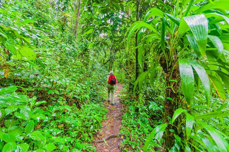 A person with a red backpack walking through rainforest in Saint Vincent and the Grenadines