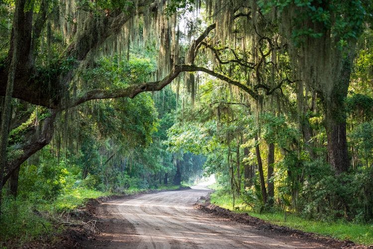 A forest road in South Carolina