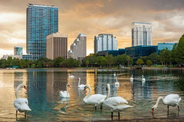 Swans gathered in front of Downtown Orlando skyscrapers in a lake