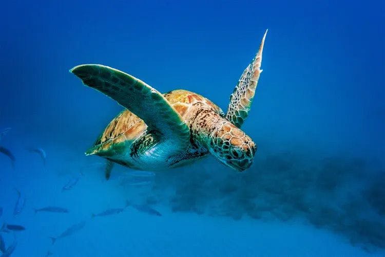 A sea turtle swimming through the water