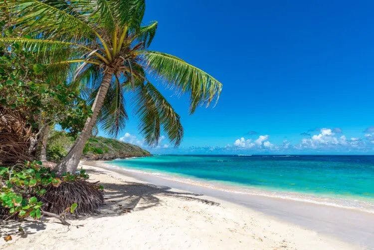 Palm trees on a white sand Caribbean beach