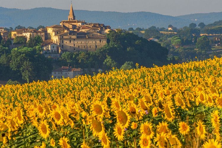A field of sunflowers in front of an Umbrian hilltop town