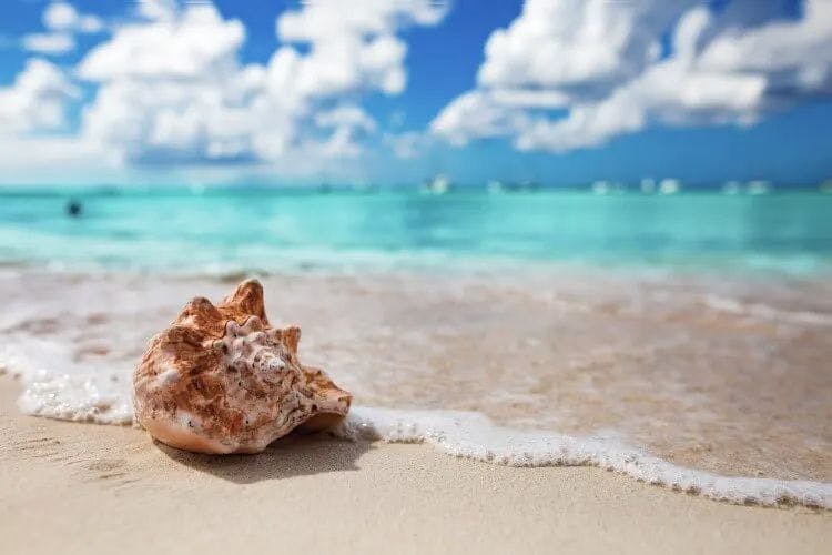 A conch shell on white sand as waves gently lap the shore