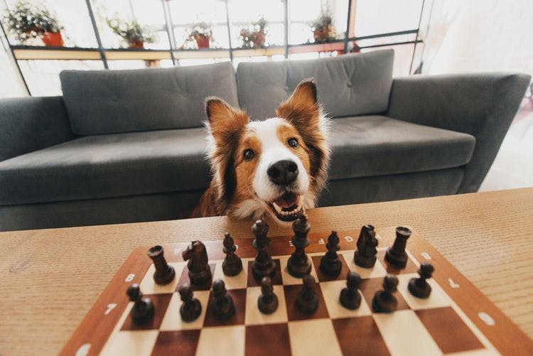A red and white border collie dog rests its chin on wooden table in front of a chess board