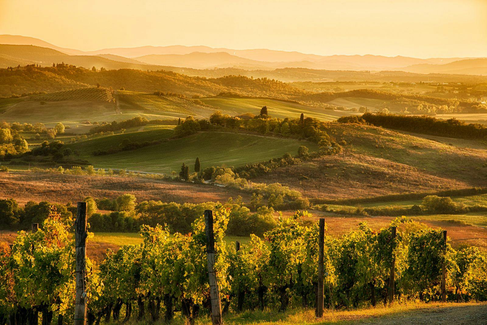 A Tuscan vineyard at dusk