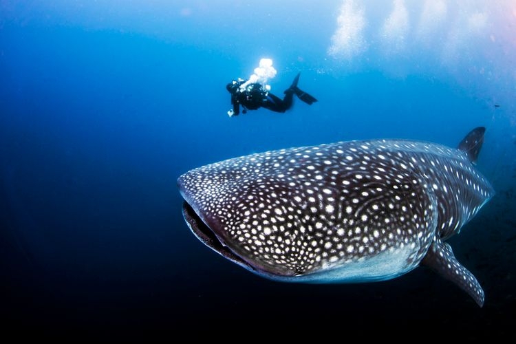 Best time to visit Cabo, whale sharks, Top Villas