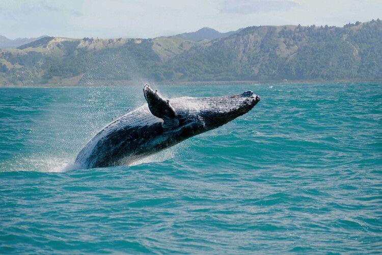 Whale watching in Waianae, Oahu Hawaii