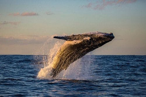 A humpback whale breaching out of the water