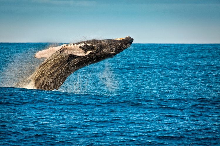 Whale watching the best time to visit Kauai, Top Villas