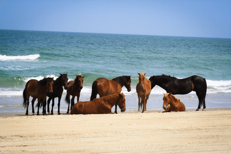 wild horses of Corolla