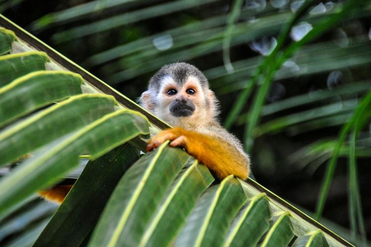 Wildlife in the rainforest, things to do in Costa Rica, Top Villas