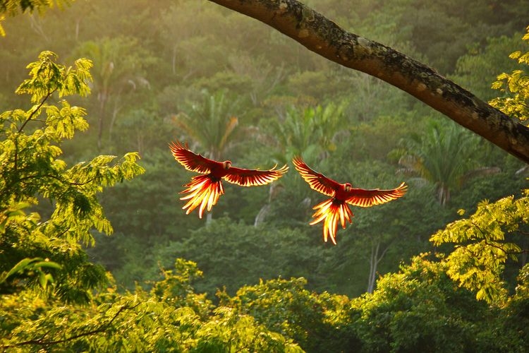Wildlife walk, Manuel Antonio, macaws, Top Villas