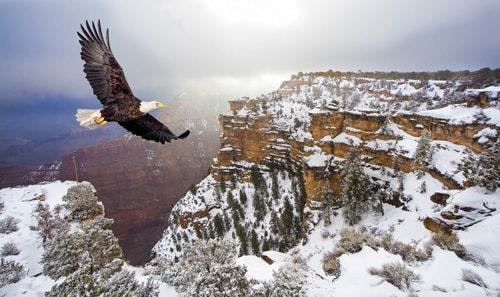 A bald eagle soaring over a snow-dusted Grand Canyon