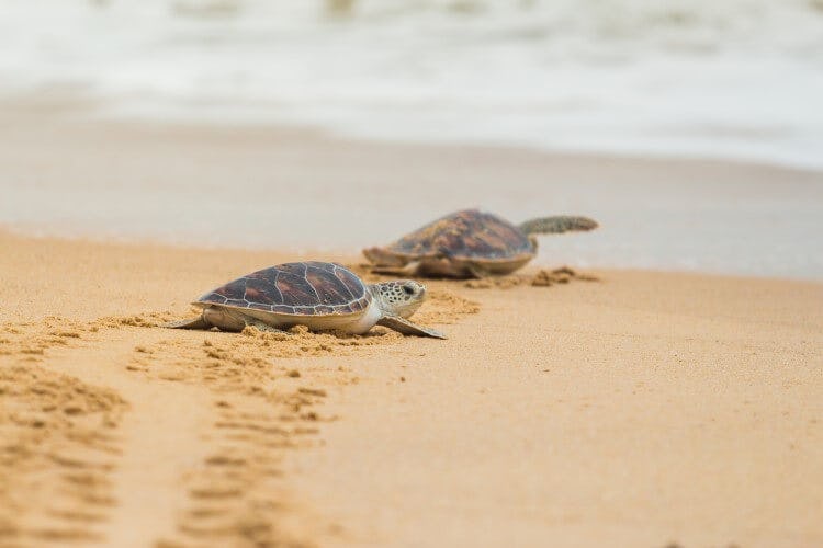 Two baby Hawksbill turtles crawling along the sand to the sea
