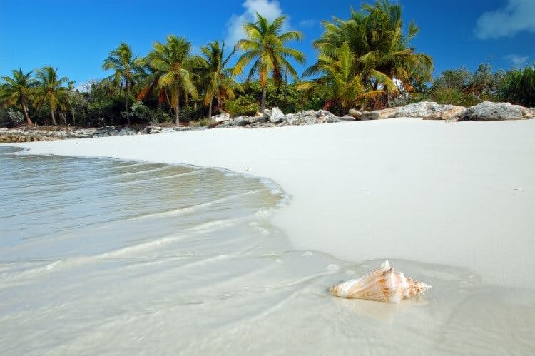 A lone conch seashell washes up on the soft white dans of a Barbados beach, with a dense row of palm trees in the background