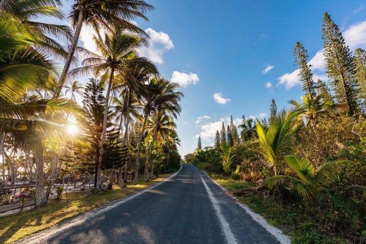 road surrounded by palm trees